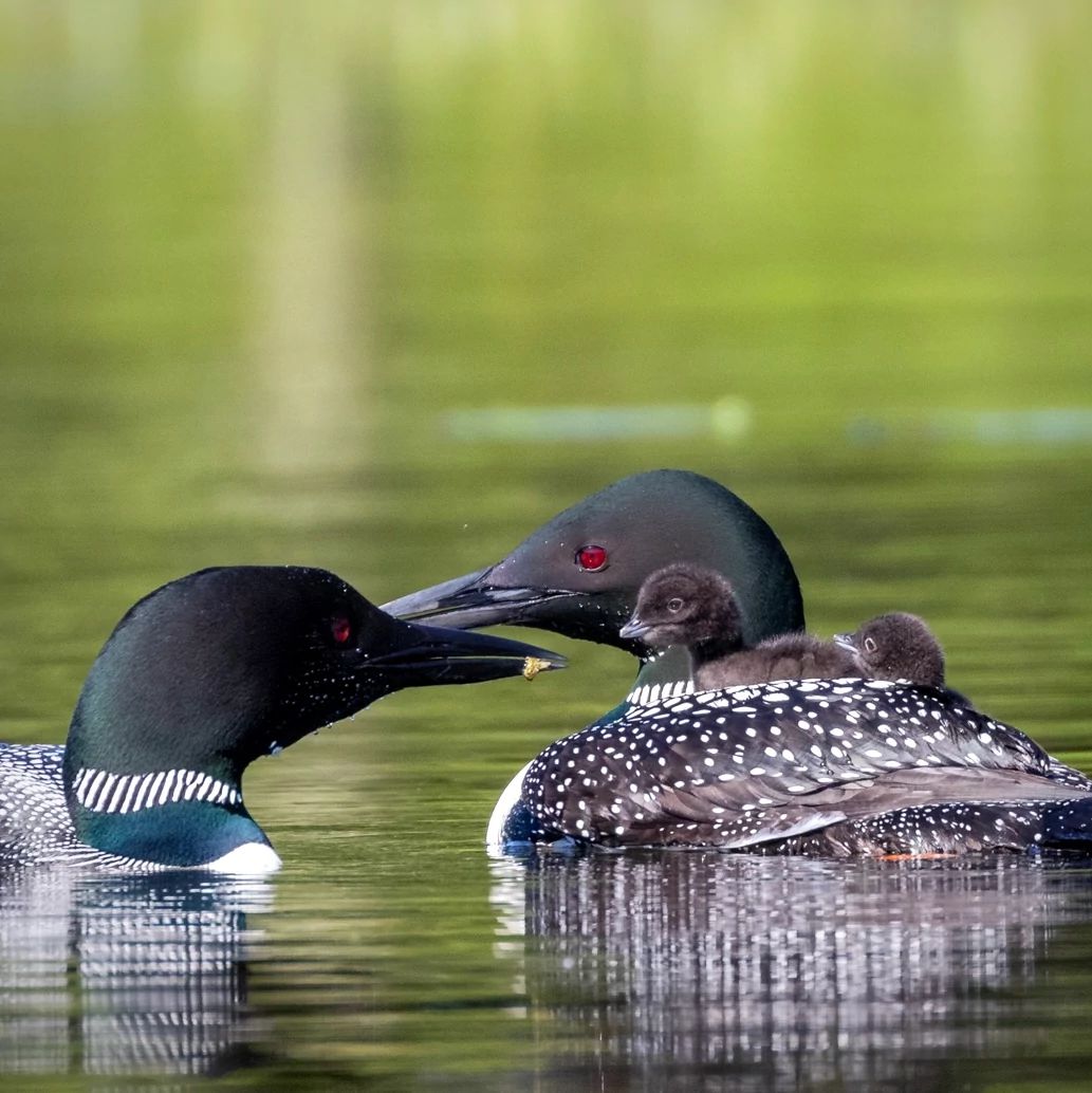 Loon Lake’s Wildlife Wisconsin DNR